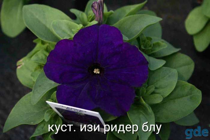 Петунья сеянцы и черенки, фотография 5