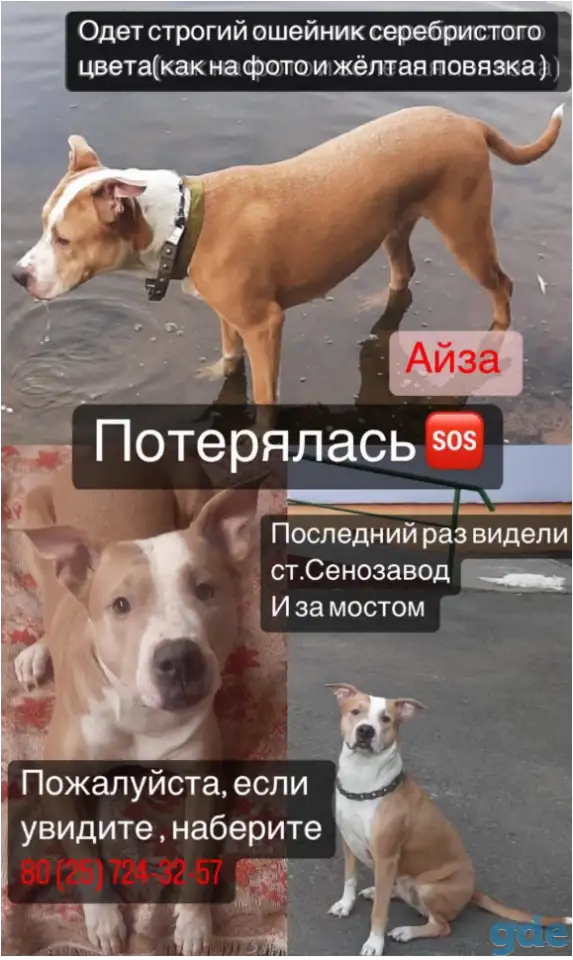 Пропала собака, фотография 1