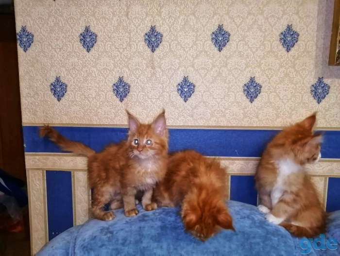 Продам котят Мейн кун, фотография 3