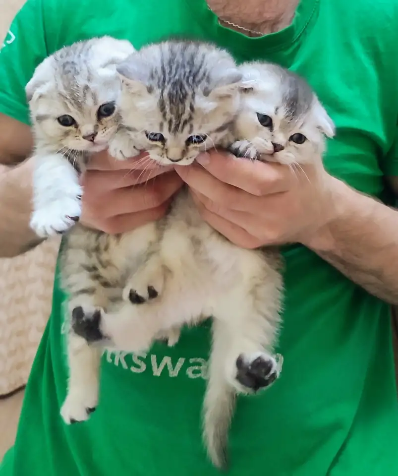 Шотландский котята, фотография 1