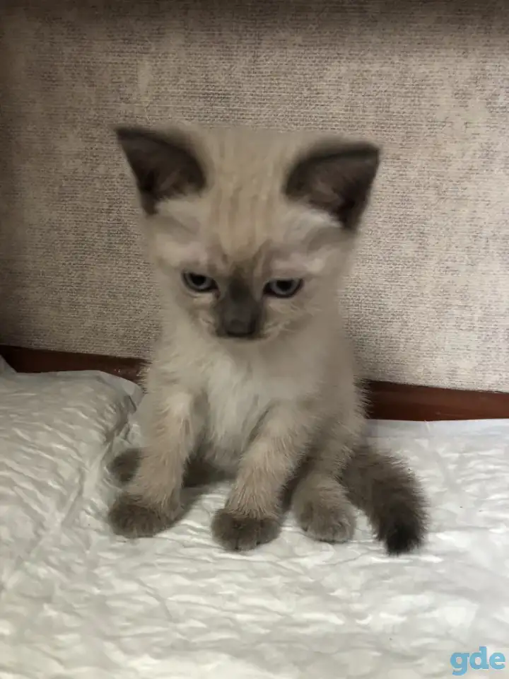 Продам шотландских котят, фотография 5