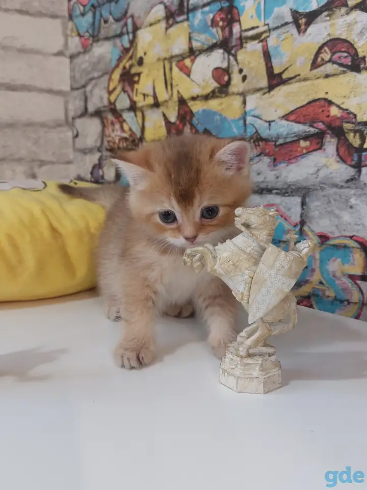 Шотландские котятя, фотография 1