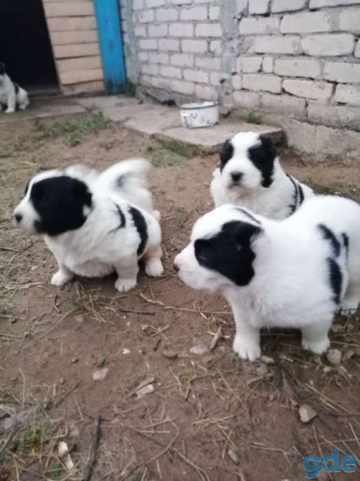 Продам среднеазиатскую авчарку, фотография 2