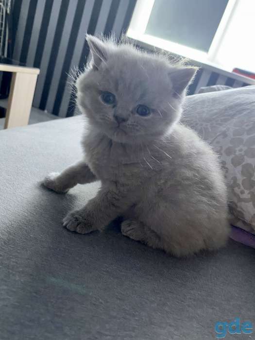 Продам шикарных британских котят, фотография 2