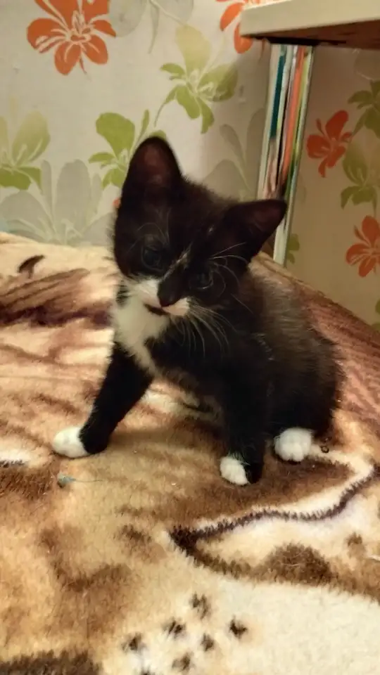 Котенок девочка в добрые руки, фотография 2