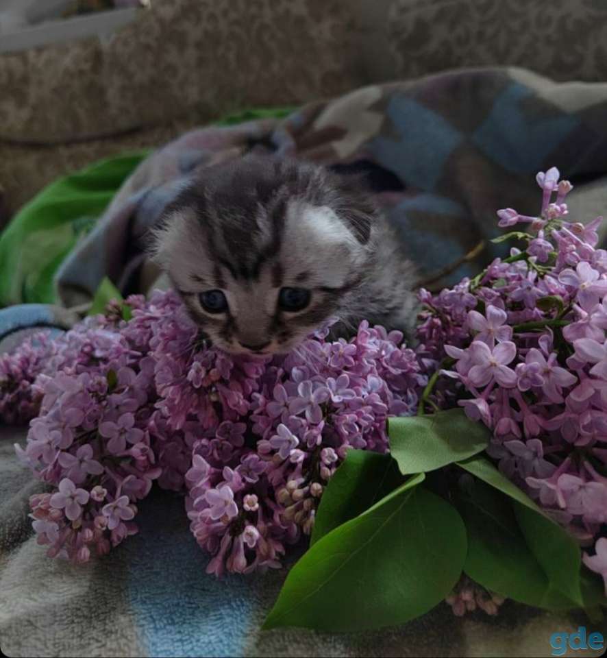 Котята шотландские вислоухие, фотография 3