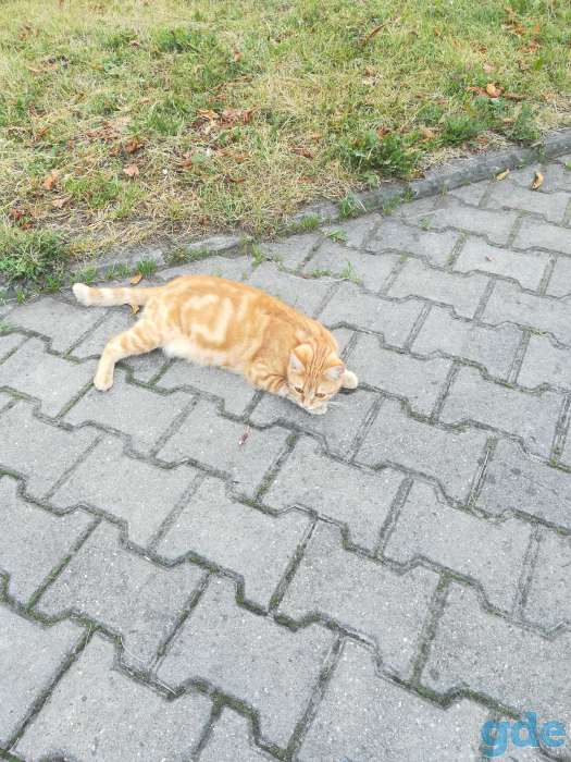 Найден котик, фотография 1