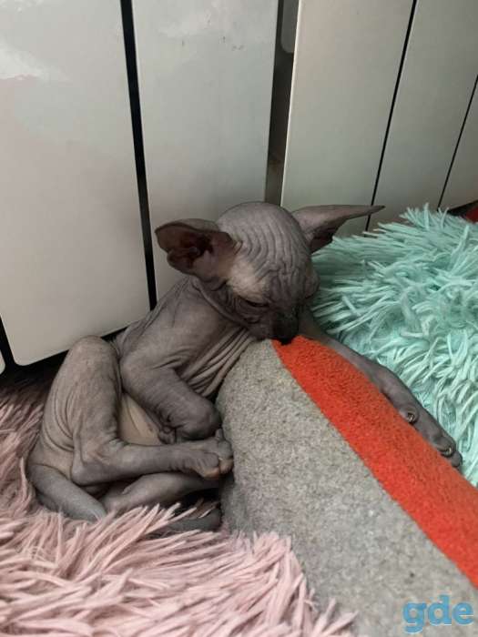 Продам котят, фотография 4