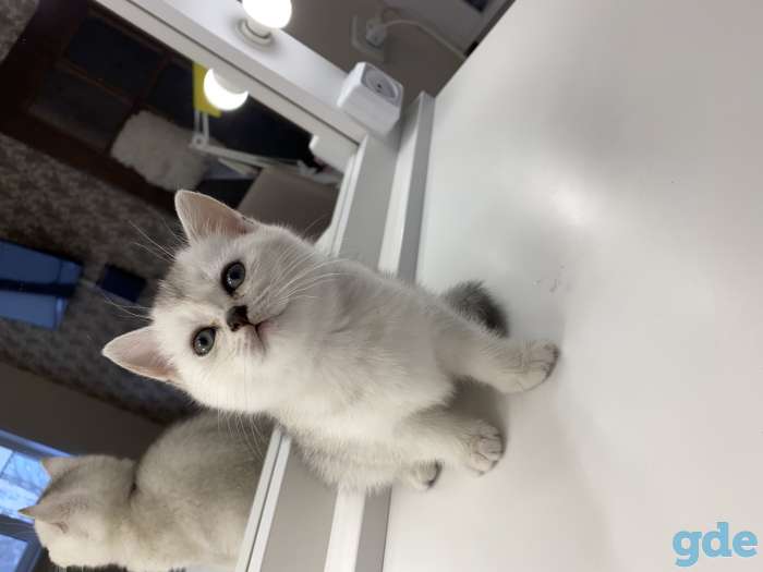 Шотландские кошечки, фотография 2