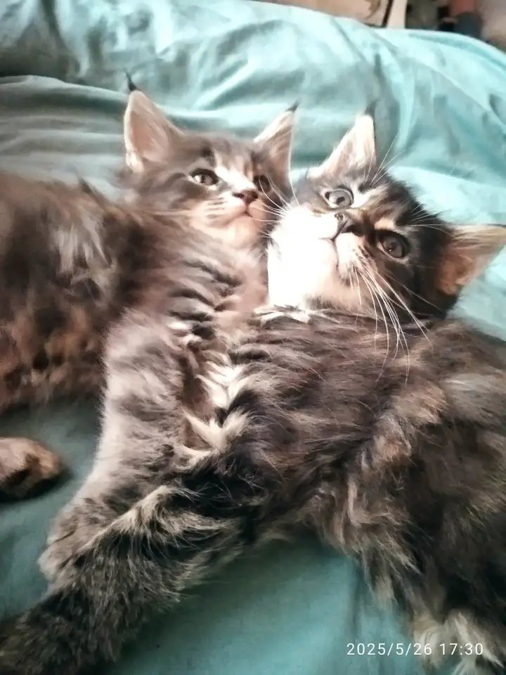 Продаются котята, фотография 11