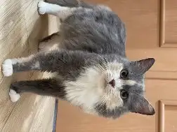 Трехцветная кошечка Луна ищет дом и любящую семью, фотография 1