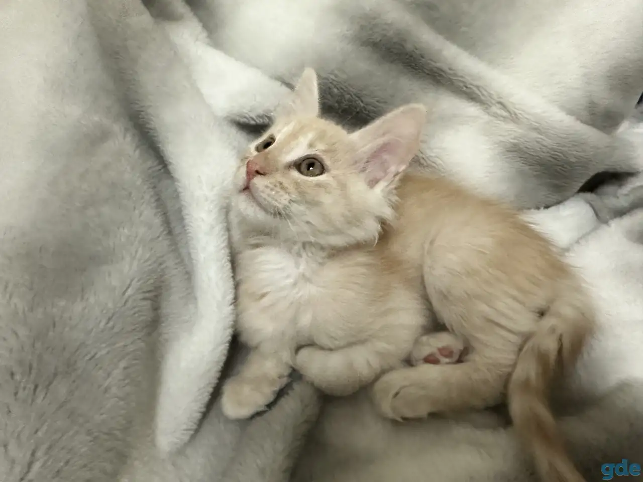 Продаются котята Мейн-Кун, фотография 4