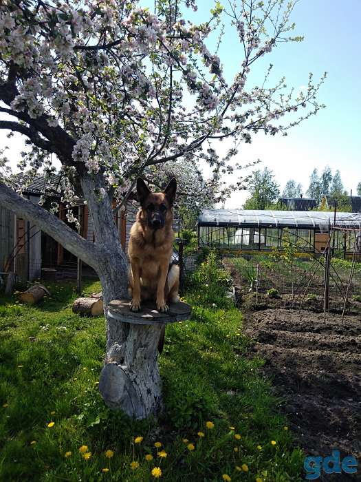 Продам, фотография 2