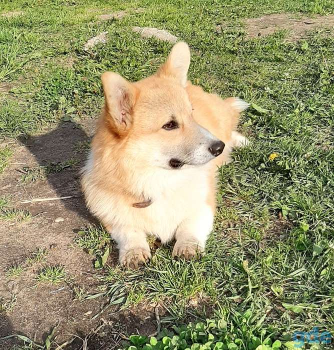 Вязка вельш корги пемброк, фотография 1