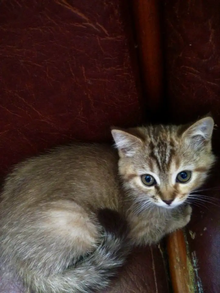 Котята Скоттиш-Страйт, фотография 6