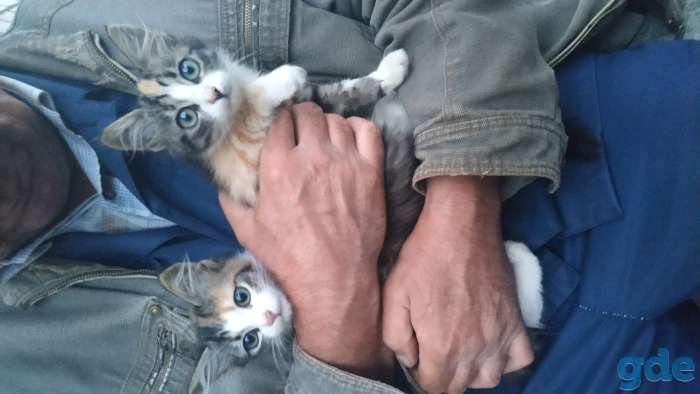 Котята в добрые руки, фотография 6