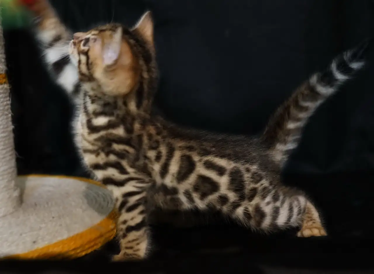 Бенгальские котята питомник родословные, фотография 2