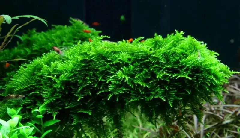 Растения для аквариума Мох Рождественский, фотография 2