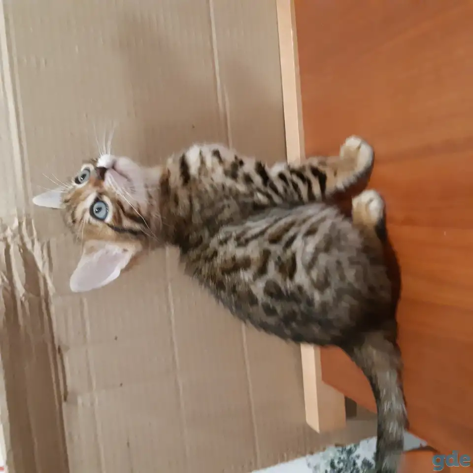 Бенгальские котята, фотография 3