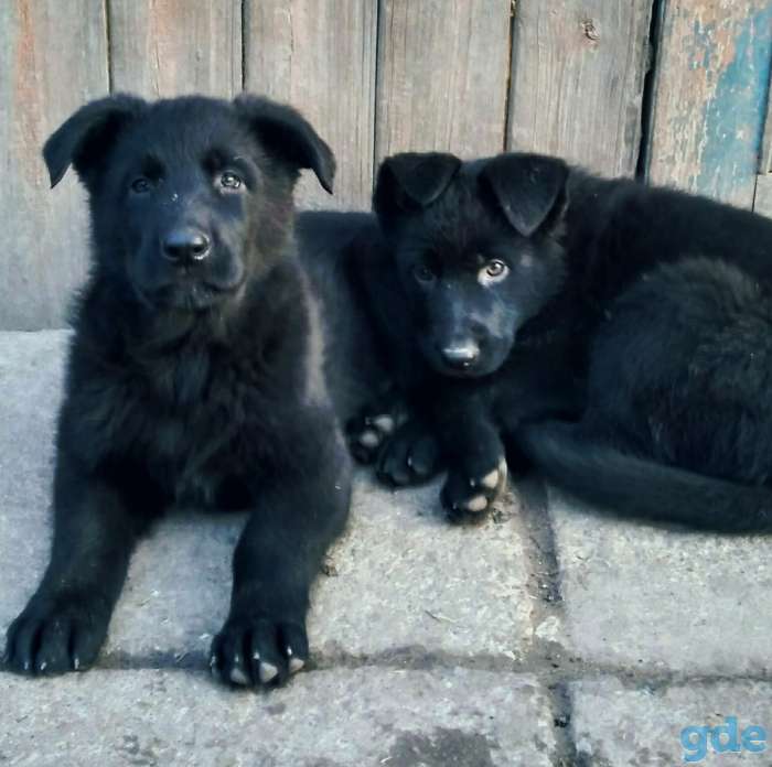 Продажа щенков чёрной немецкой, фотография 2