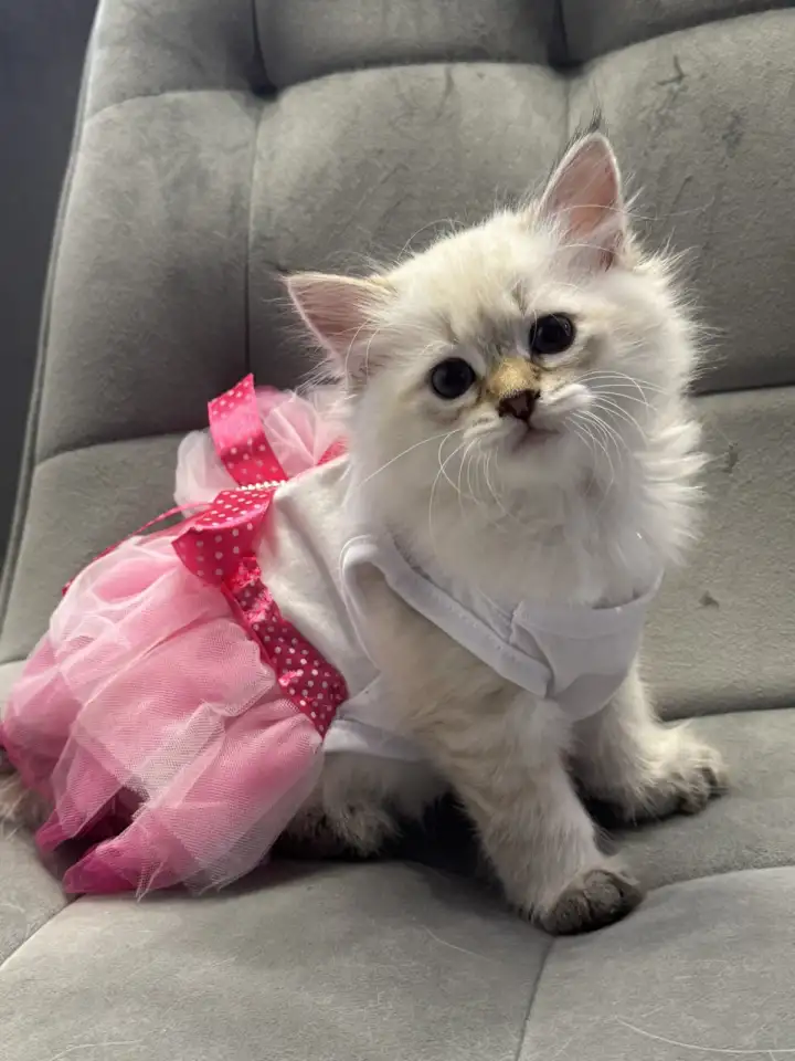 Котята Невские Маскарадные, фотография 1