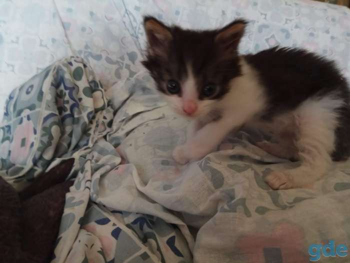 Котенок в дар, фотография 3