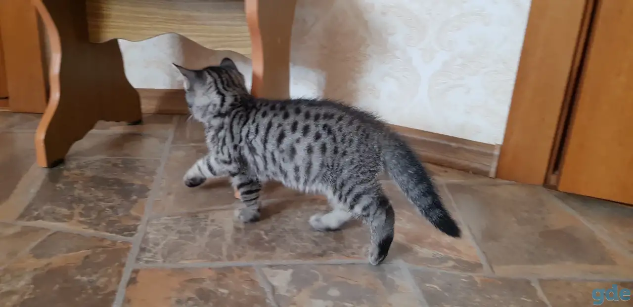 Котята шотландской короткошерстной, фотография 2