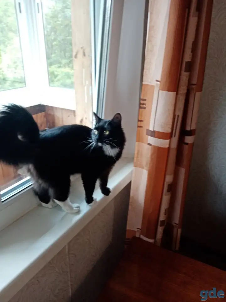 Черная кошка Санта ищет семью!, фотография 1