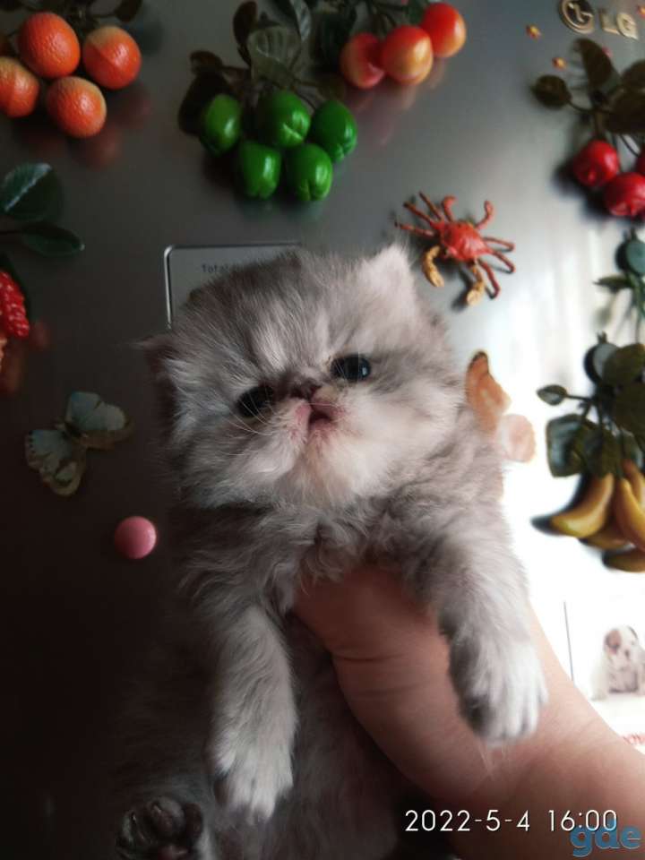 Персидские котята экстремального типа. Персы., фотография 9