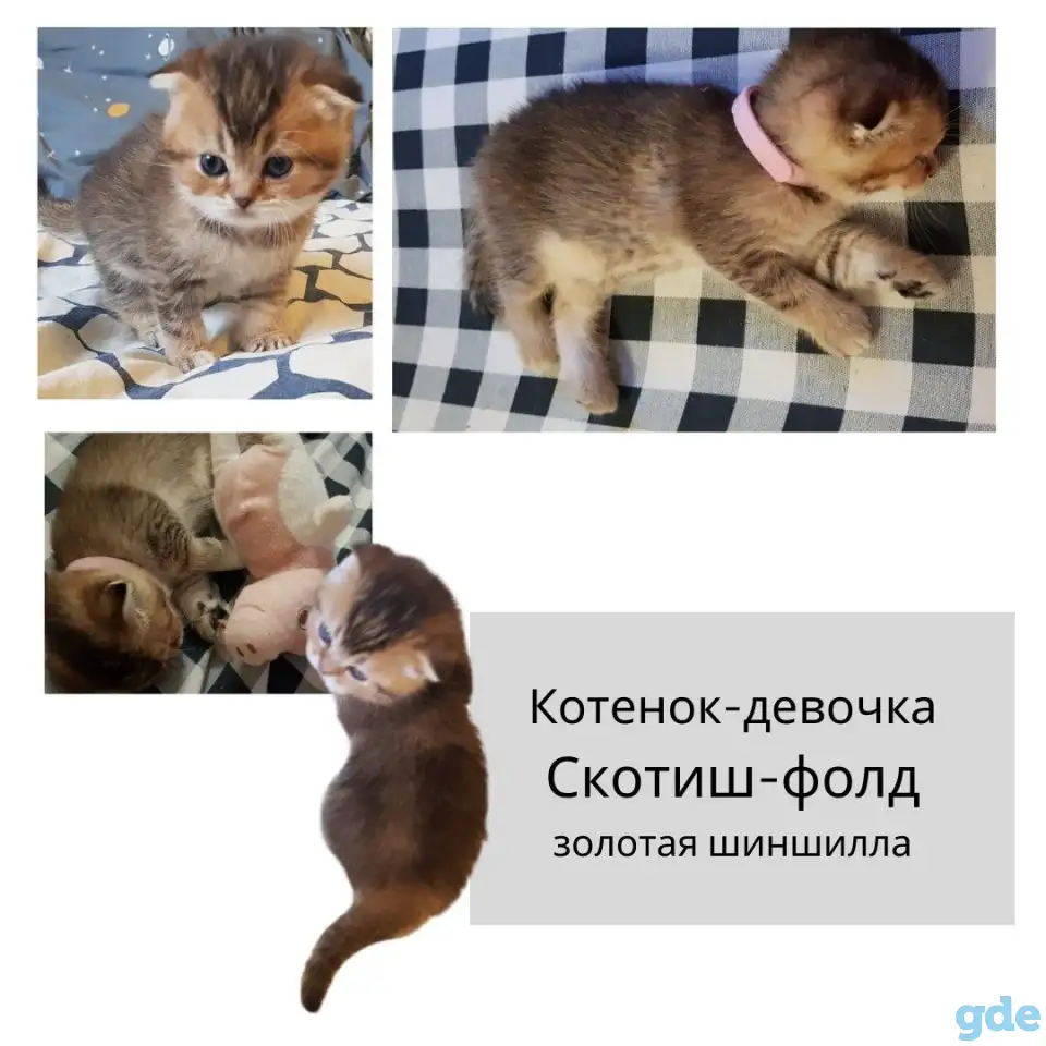 Продам шотландских  котят, фотография 3