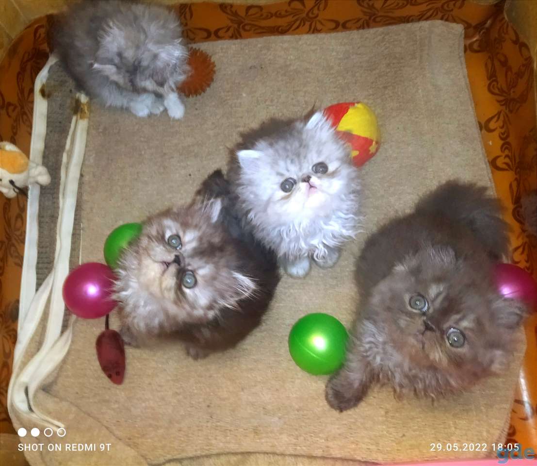 Персидские котята экстремального типа чистокровные персы., фотография 6