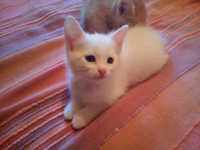 Дарю котят, фотография 1