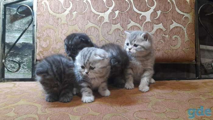 котята шотландские, фотография 3