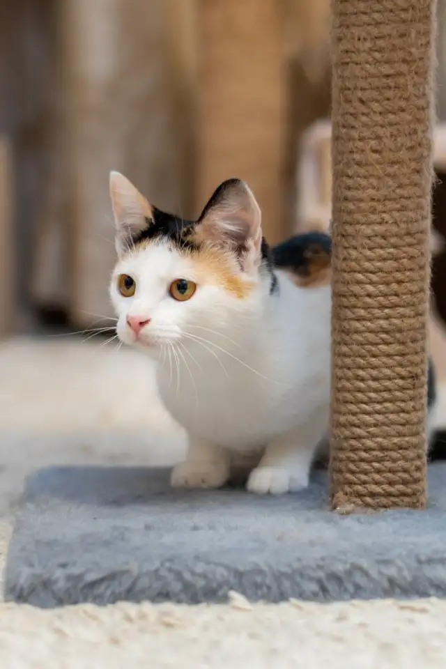 Кошка ТЕЯ ИЩЕТ дом, фотография 4