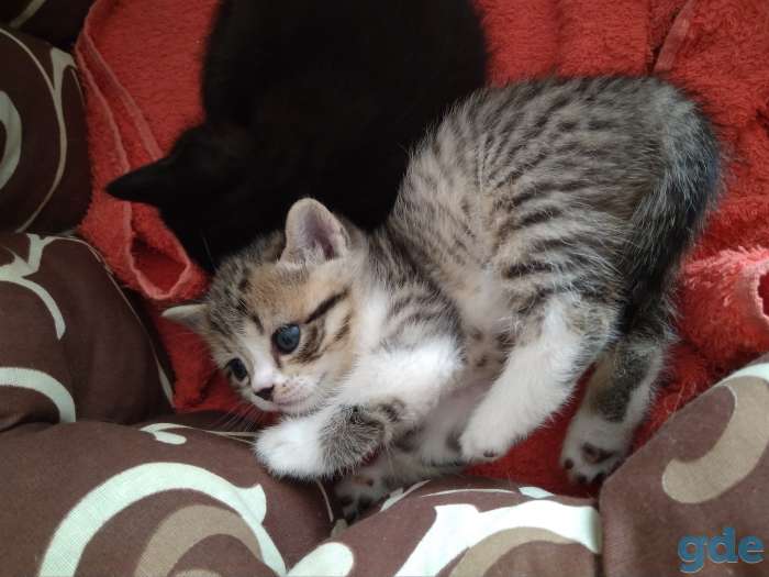 Продам британских котят, фотография 6