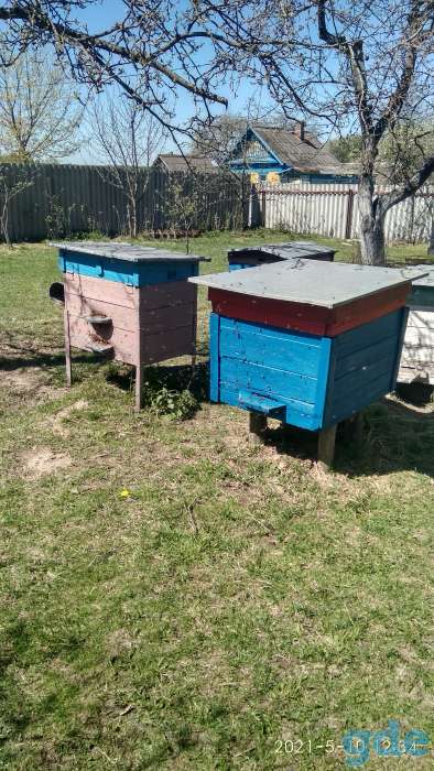Продам пчёл с ульями и без., фотография 2