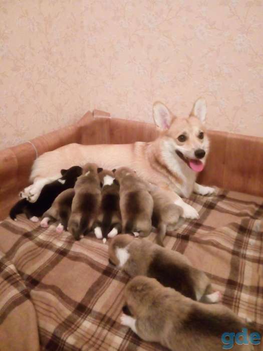 щенки от титулованых родителей вельш корги пемброк, фотография 1