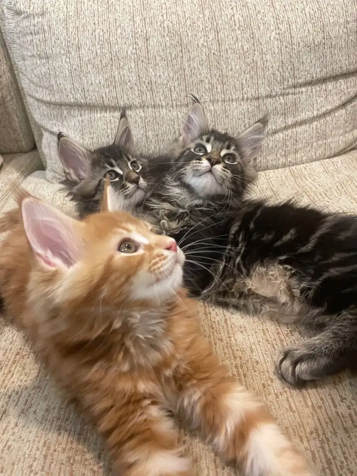 Котята породы Мейн-кун, фотография 9