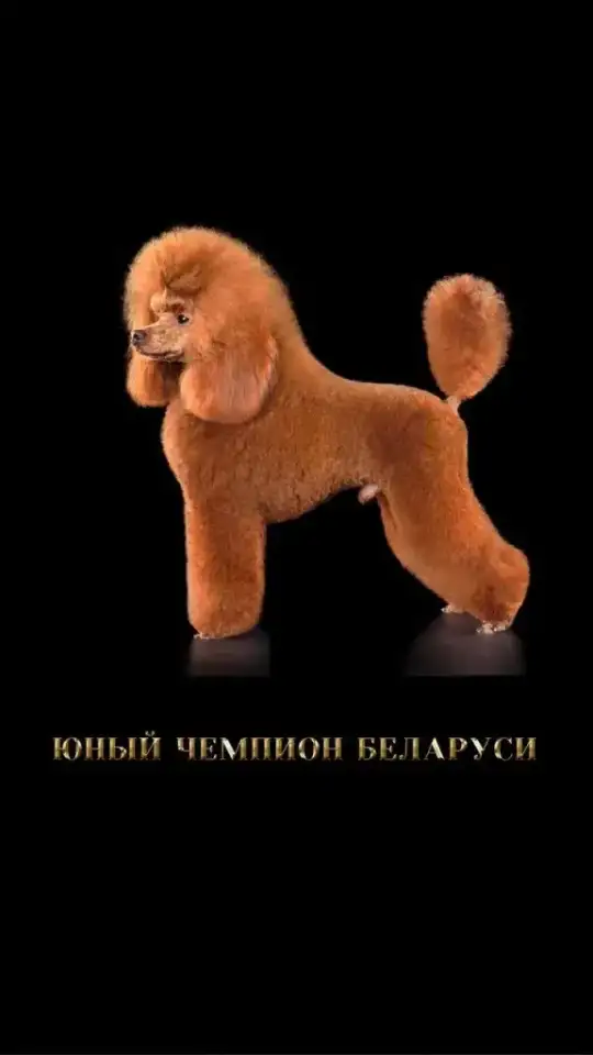 Шикарный, максимально титулованный и здоровый кобель, вязка, фотография 1