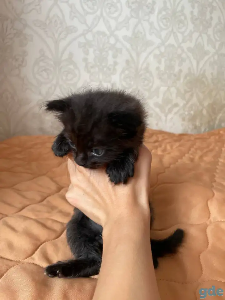 Котята в дар, фотография 4