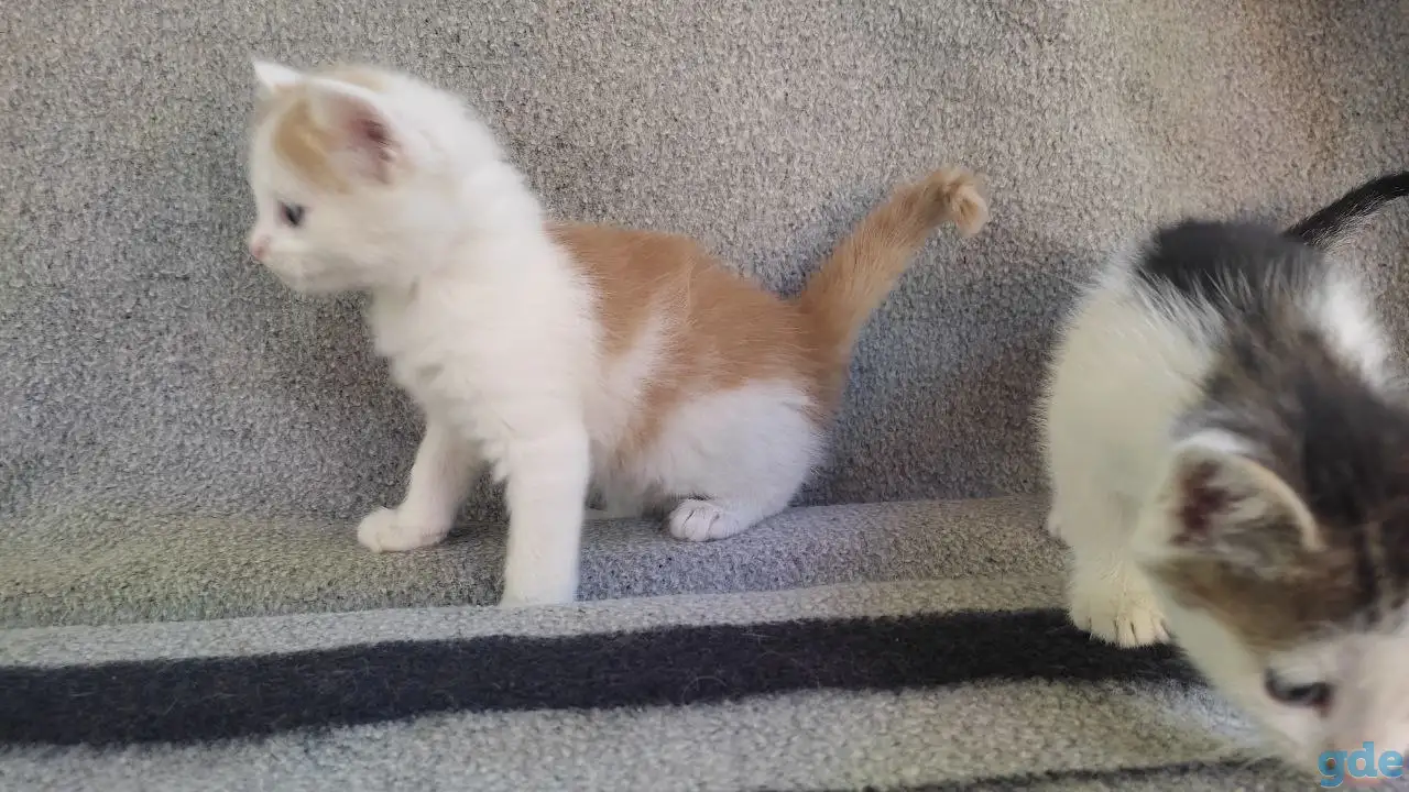 Котята, фотография 5