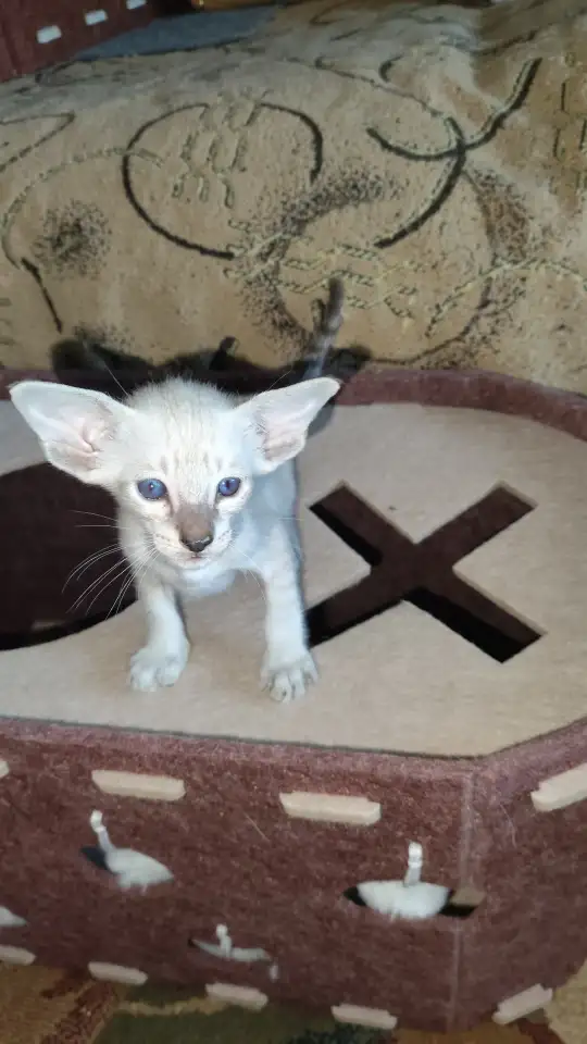 Ориентальные котята, фотография 5
