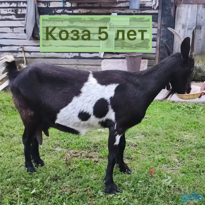 Коза дойная, фотография 1