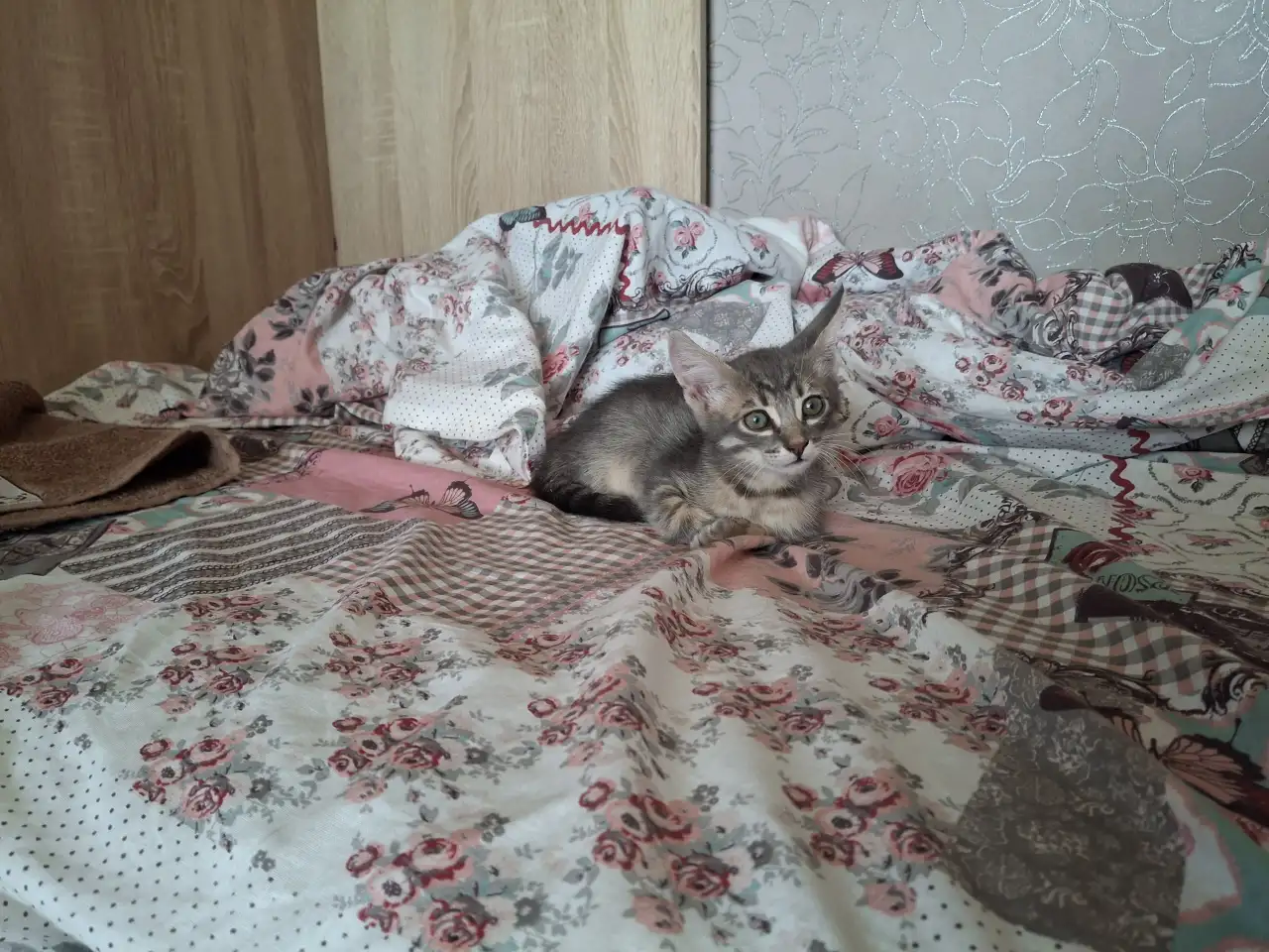 Отдам котёнка даром, фотография 3