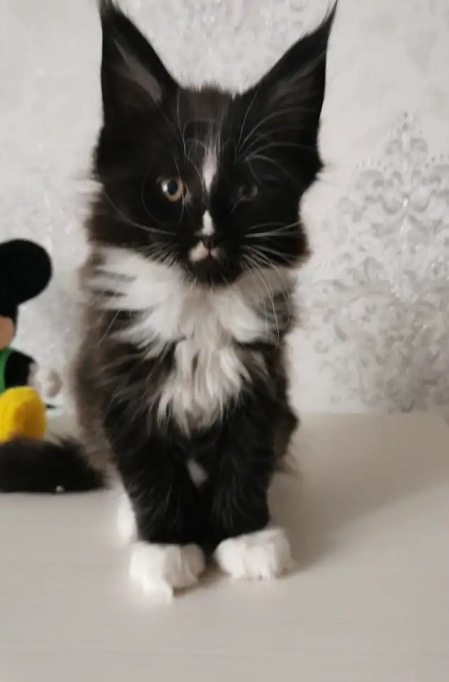 Котятa Мейн Куны из питомника, фотография 1
