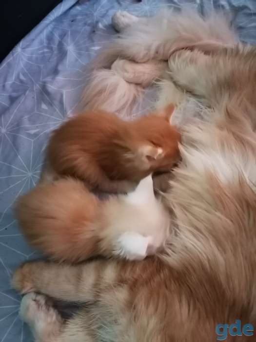 Продаются прекрасные котята Мейн кун 3 девочки и 2 мальчика, ходят в латок кушают корм для котят раял канин., фотография 5