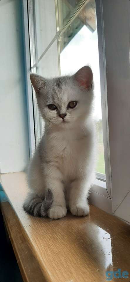 Котята, фотография 2