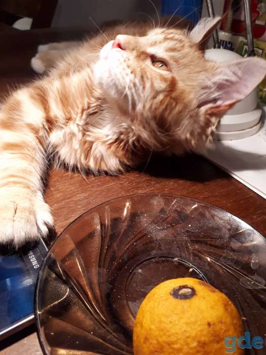 Котята Мейн КУН, фотография 3