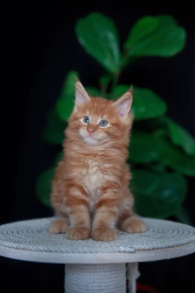 мальчик породы Мейн-кун, фотография 6