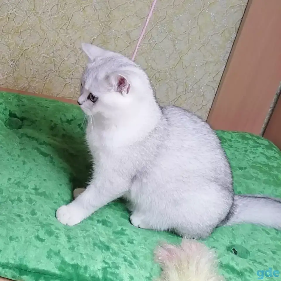 Британские котята, фотография 1